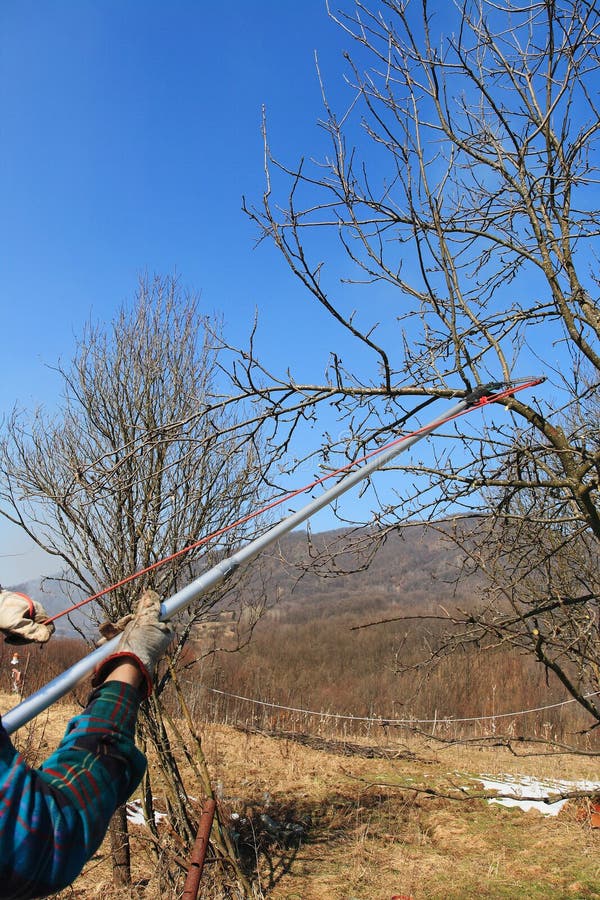 Tree cleaning stock image. Image of branch, cleaning 18768233