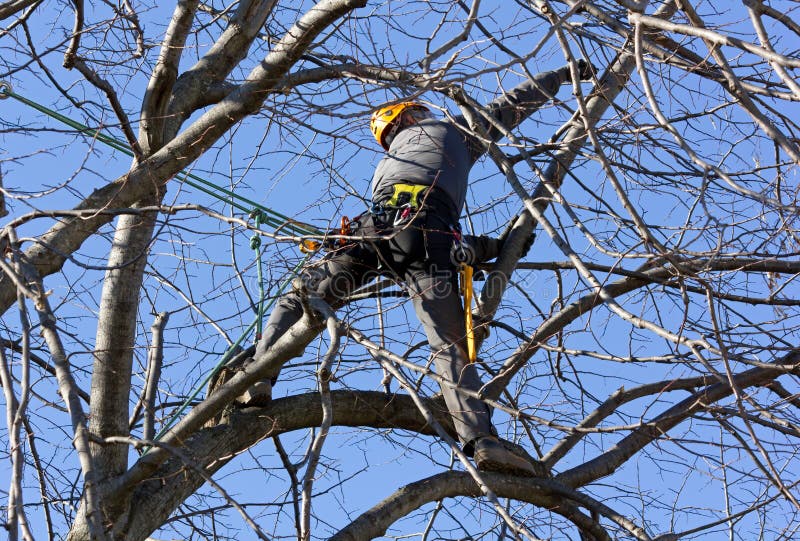 Tree Climber Among Branches royalty free stock photos
