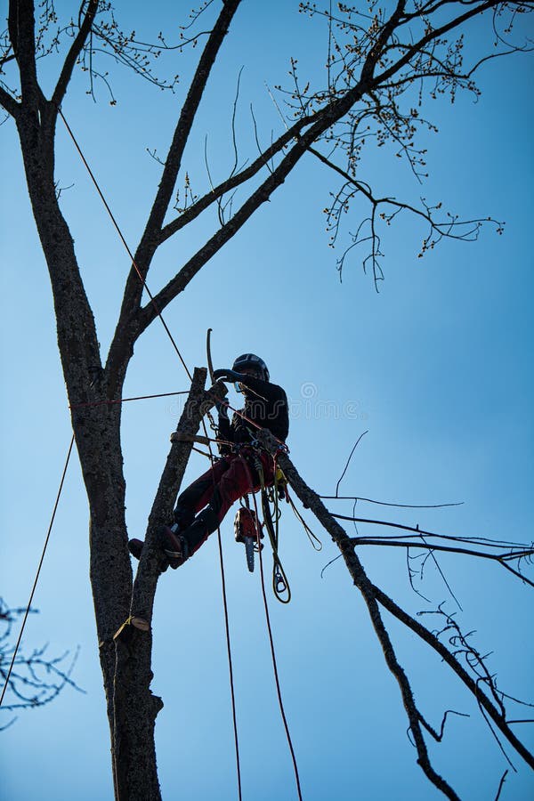Tree climber fells a tree piece by piece royalty free stock image