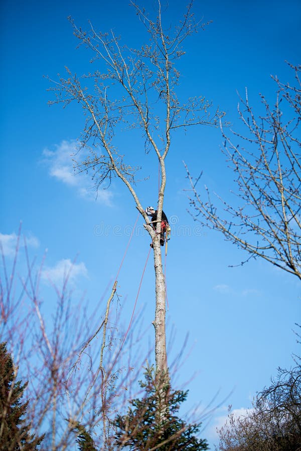 Tree climber fells a tree piece by piece stock image