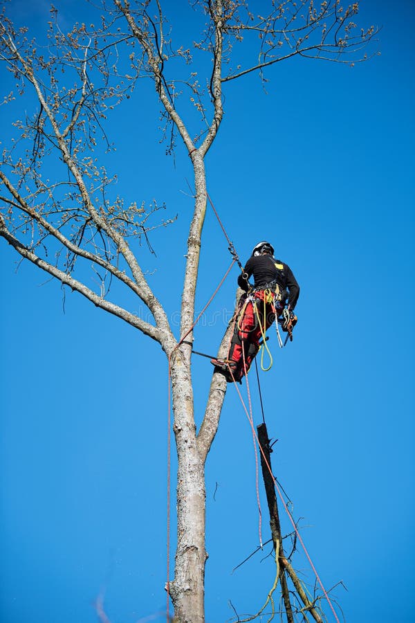 Tree climber fells a tree piece by piece royalty free stock images