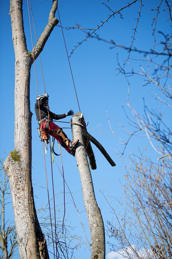 Tree climber fells a tree piece by piece royalty free stock photo