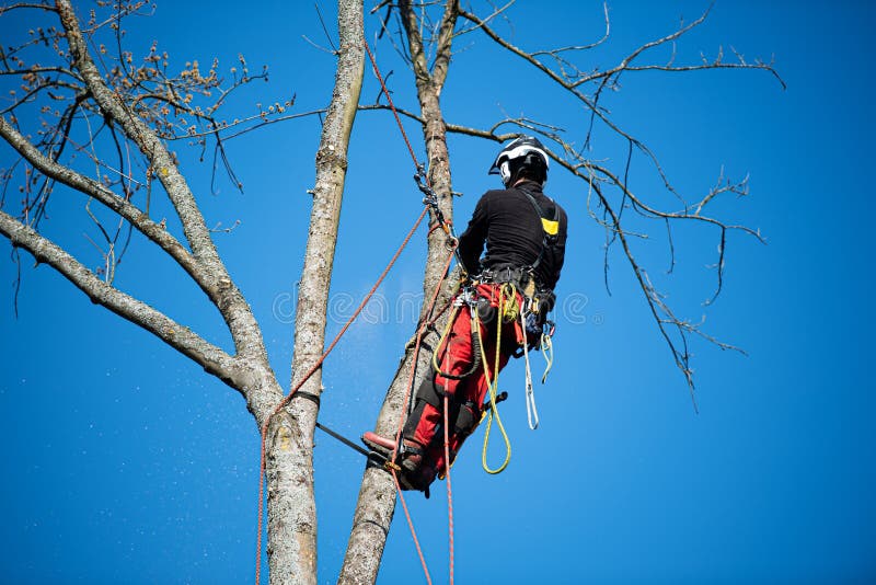 Tree climber fells a tree piece by piece stock photo