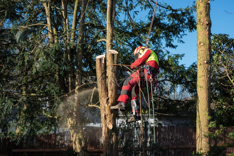 Tree climber in the sunlight cutting down a tree stock images