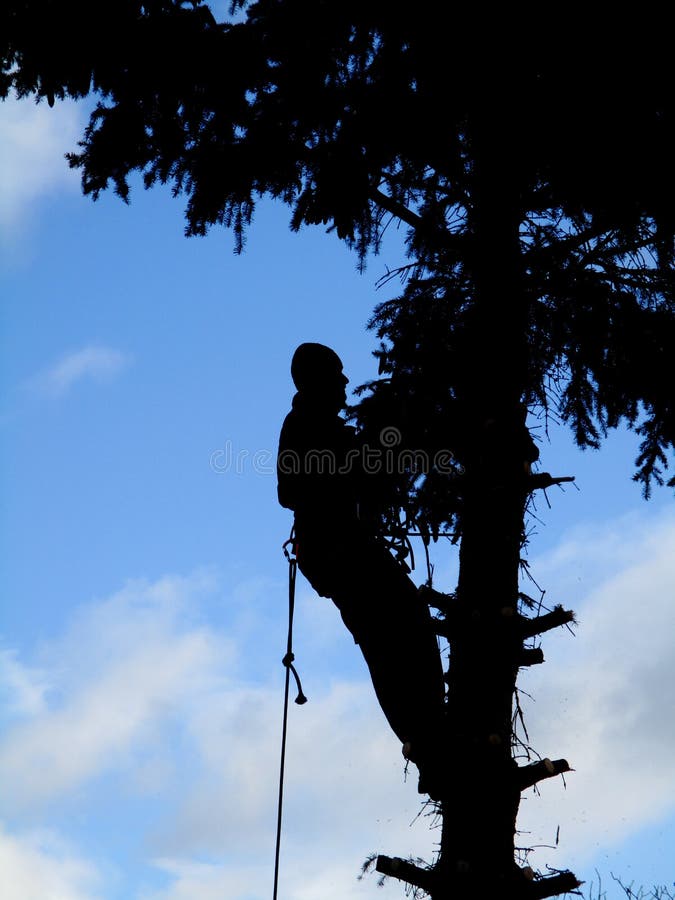 Tree climber at works silhouette royalty free stock image