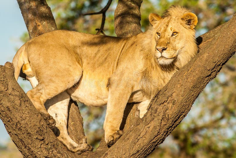 Tree climbing Lion stock photo. Image of maasai, natural 72098450