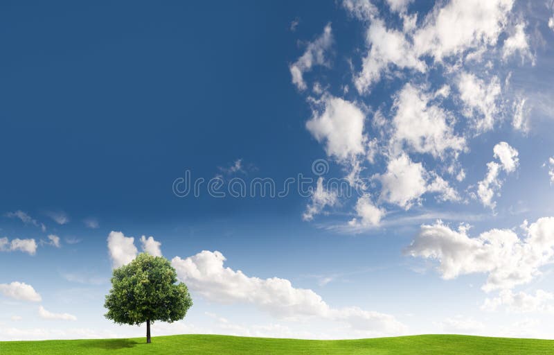 Tree and cloudscape
