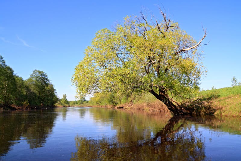 tree on coast river