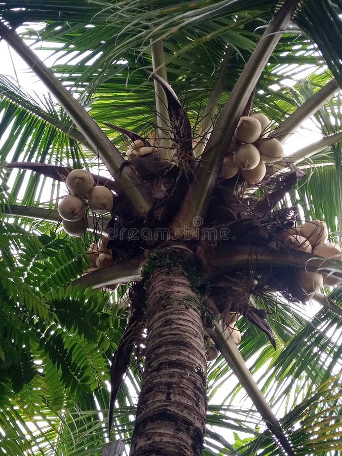 Tree coconut yellow stock photo. Image of botani, yellow 252171654