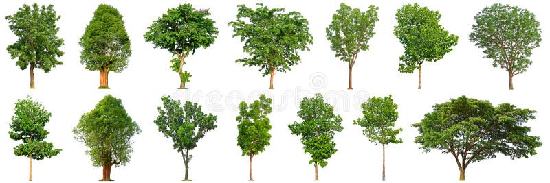 Tree collection isolated on white background 14 trees. royalty free stock images