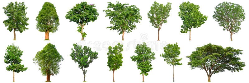 2,585,946 Tree White Background Stock Photos - Free & Royalty-Free Stock  Photos from Dreamstime