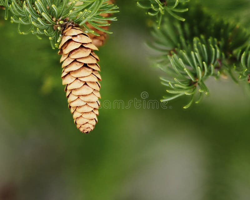 Cone of the Balsam fir (Abies balsamea) tree with blurred background. Cone of the Balsam fir (Abies balsamea) tree with blurred background.