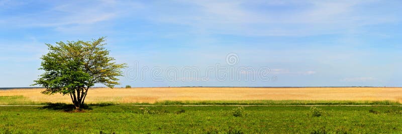 Tree in countryside. Wide angle view of lone tree in countryside with yellow and green fields under blue sky and cloudscape royalty free stock image Tree in countryside. Wide angle view of lone tree in countryside with yellow and green fields under blue sky and cloudscape royalty free stock image