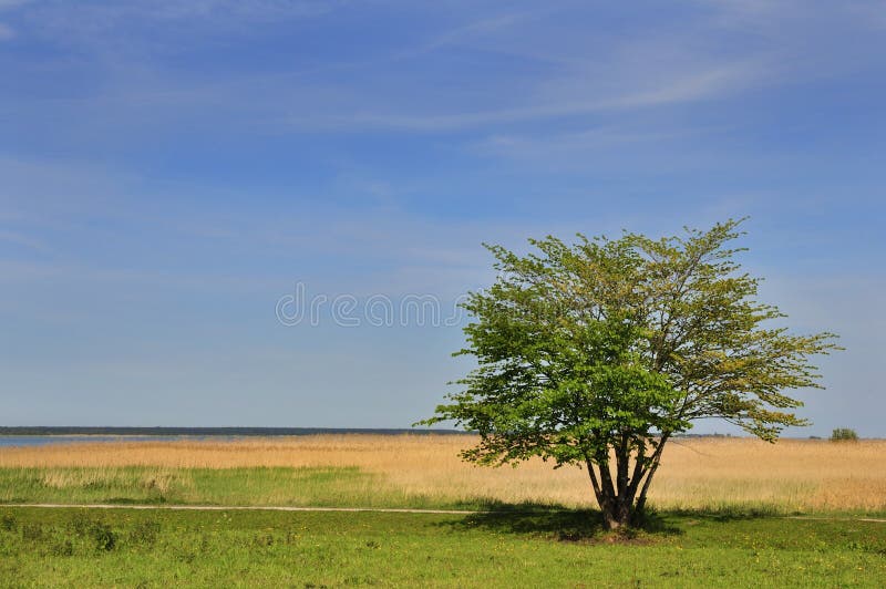 Tree in countryside. Scenic view of lone tree in countryside with blue sky and cloudscape background royalty free stock images Tree in countryside. Scenic view of lone tree in countryside with blue sky and cloudscape background royalty free stock images