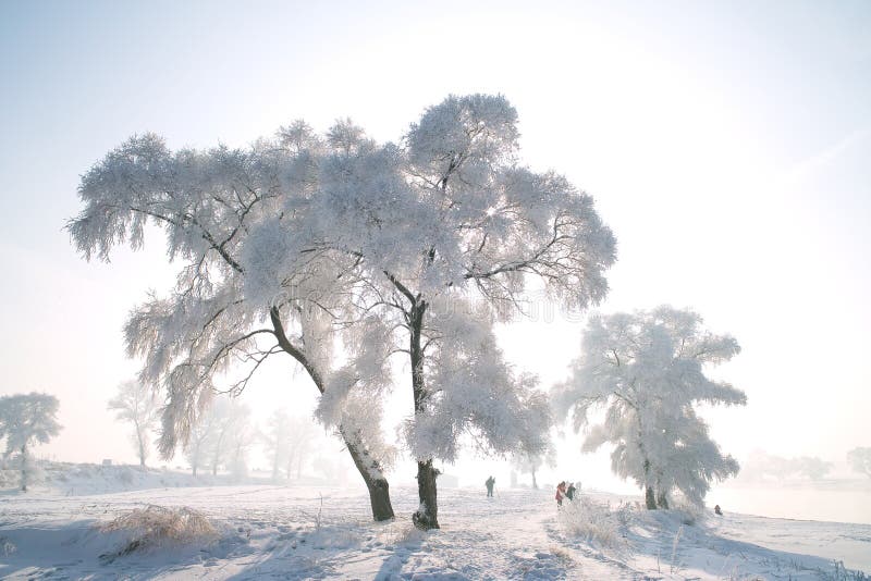 A tree covered with glaze, as the fairy tale world. A tree covered with glaze, as the fairy tale world