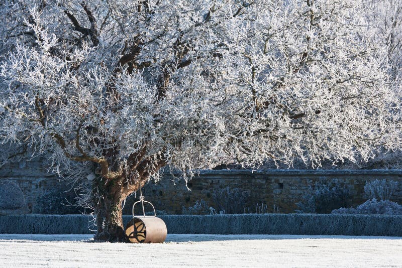 Tree covered in hoarfrost stock photos