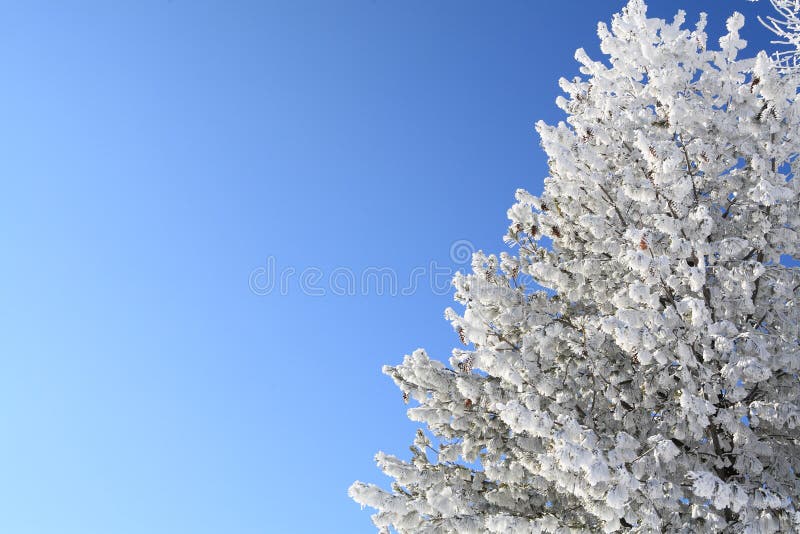 Tree covered with snow royalty free stock photography