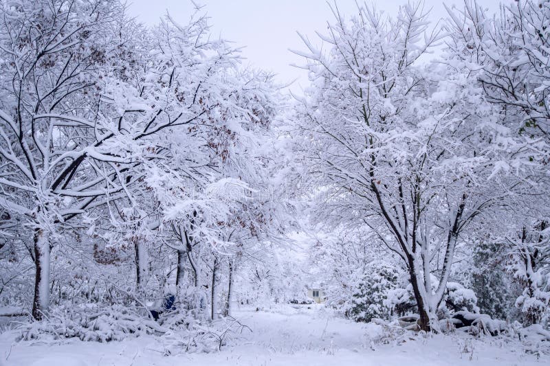 Tree covered with snow, Winter landscape.