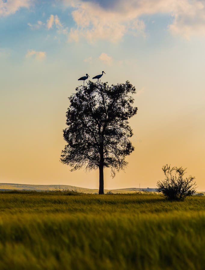 Tree with cranes at sunset