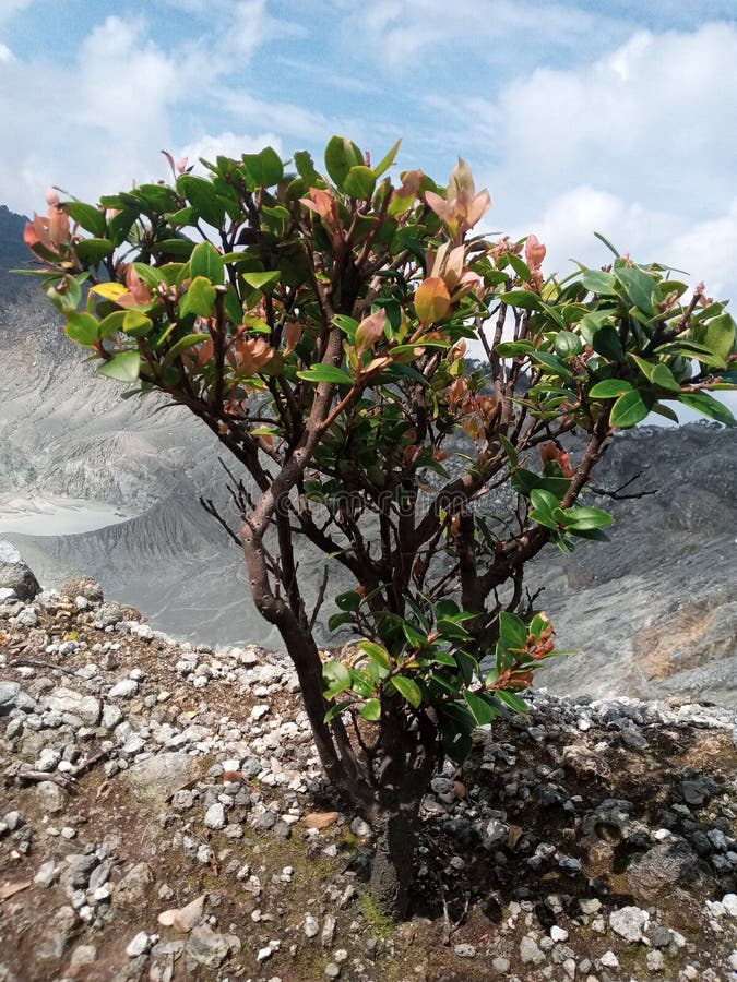 Tree on Crater Slopes of a Mountain Stock Image Image of trees