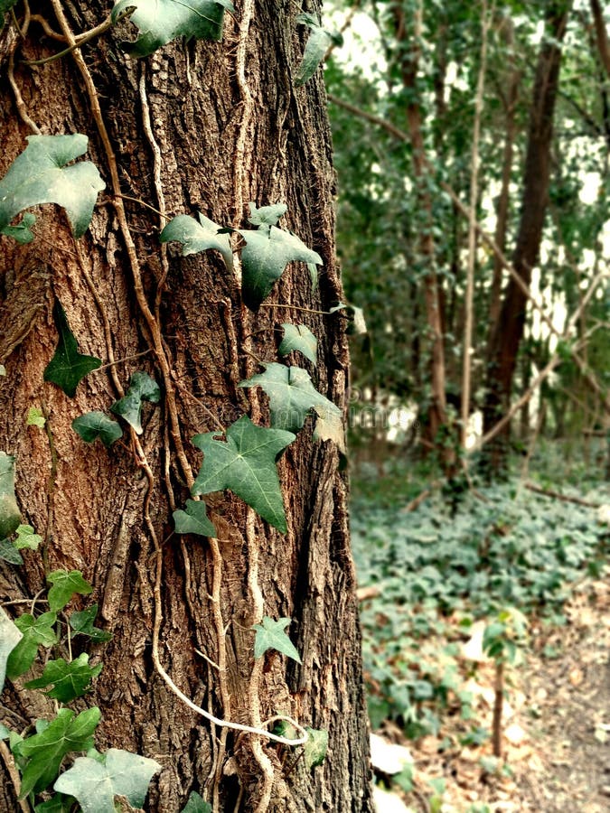 Tree with a Creeper in Forest Stock Image Image of gardening, danger