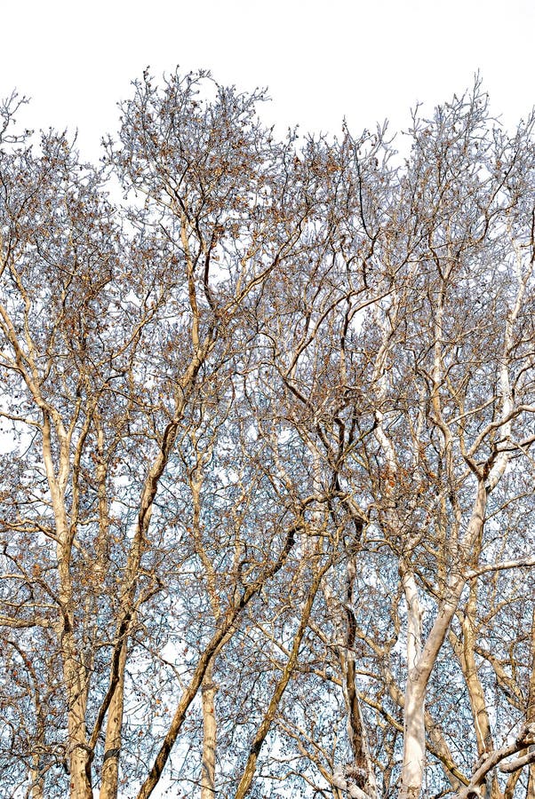 2,644,454 Winter Tree Stock Photos - Free & Royalty-Free Stock Photos from  Dreamstime