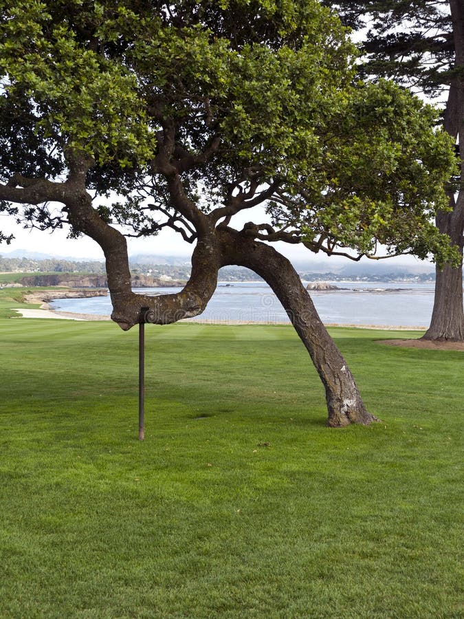 Tree on crutches stock photo. Image of grass, tree, lawn 26166828