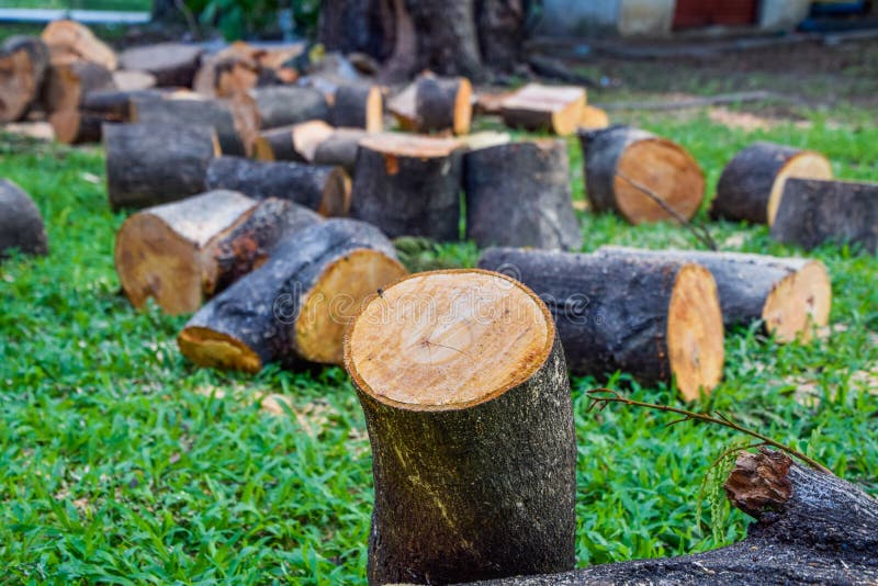 https://thumbs.dreamstime.com/b/tree-cut-pieces-placed-green-lawn-close-up-stumps-set-ground-grass-cutting-trees-can-cause-natural-imbalances-151527035.jpg