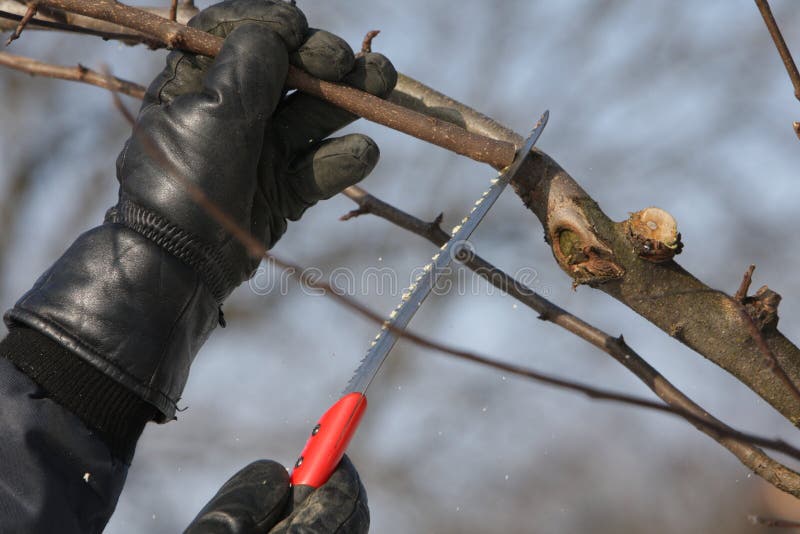 Tree cutting with saw