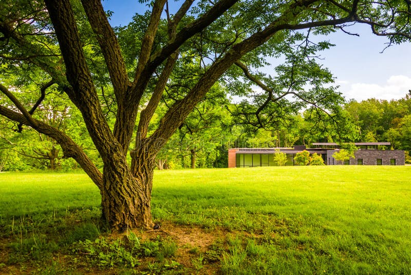 Tree at Cylburn Arboretum in Baltimore, Maryland. Stock Photo Image