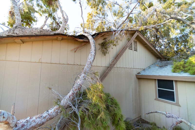 Tree Damage To Roof after Major Monsoon Stock Photo Image of loss, horizontal 128013766