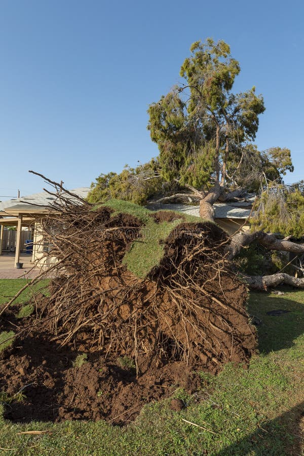 Tree Damage To Roof after Major Monsoon Stock Image Image of claim, house 128013719