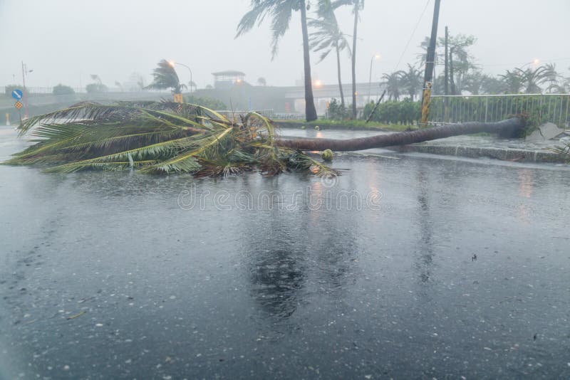 Tree and debri in road during typhoon