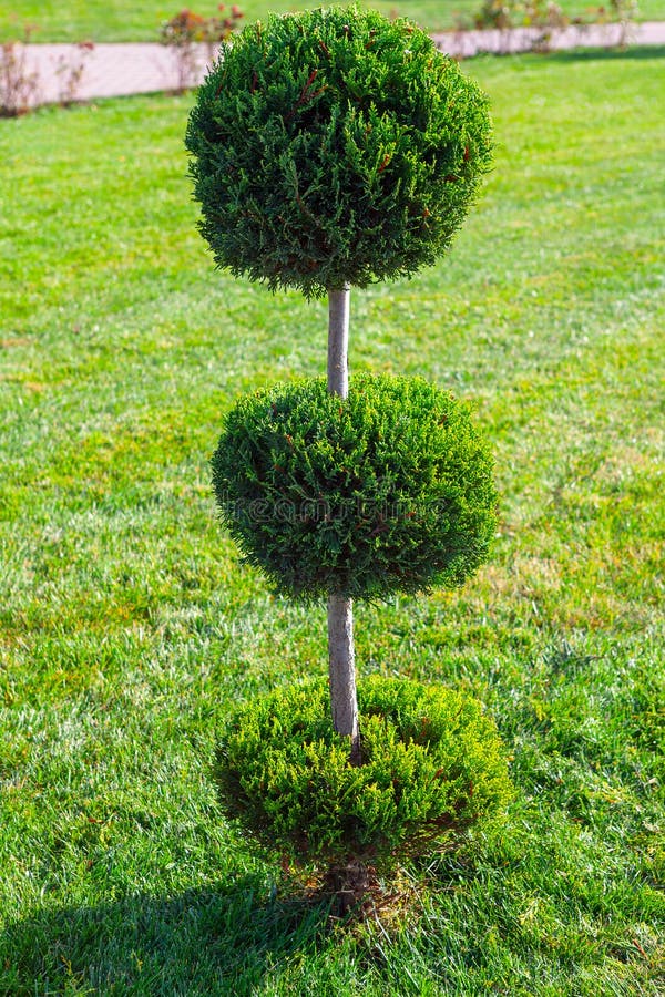 Tree with Decorative Green Balls on the Trunk Stock Photo Image of
