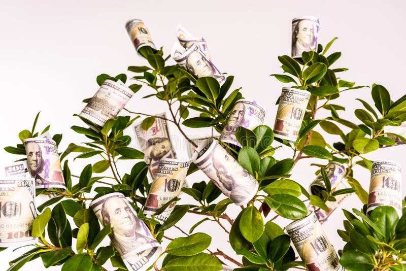 A Tree with Dollar Bills Hanging from Its Branches, Concept of Easy