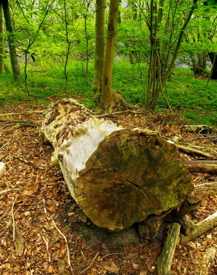 Oak tree cut down stock photo. Image of firewood, treestump 59815082