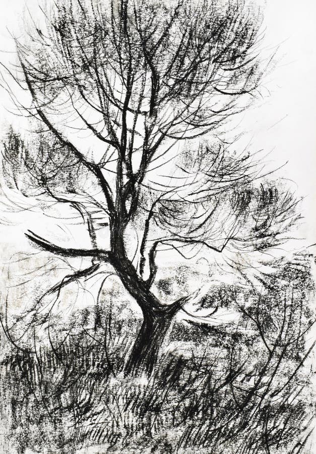 Drawing Trees Week 1: The Whole Tree | Jo Hall