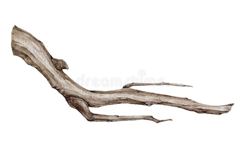 Tree dry branch hand drawn watercolor illustration. Botanical tree stick element. Dry stick natural decoration. Big tree