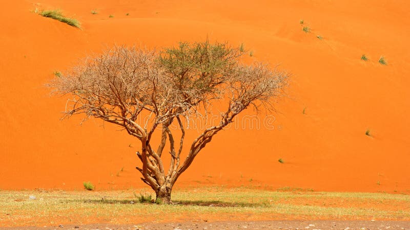 Tree and Dune stock photos Tree and Dune stock photos