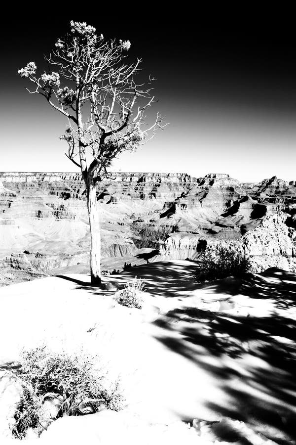 Tree on the edge