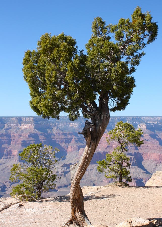 Tree on the Edge of the Grand Canyon in Arizona Stock Image Image of