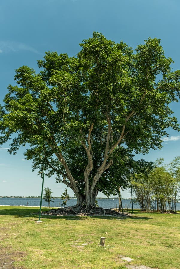 Tree in Edison and Ford Winter Estates Park in Fort Myers, Florida