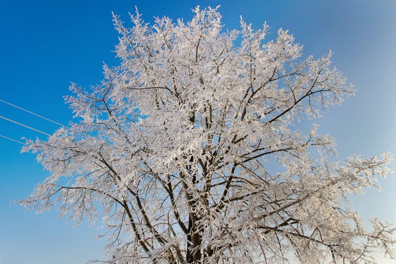 Tree and electro line. royalty free stock images