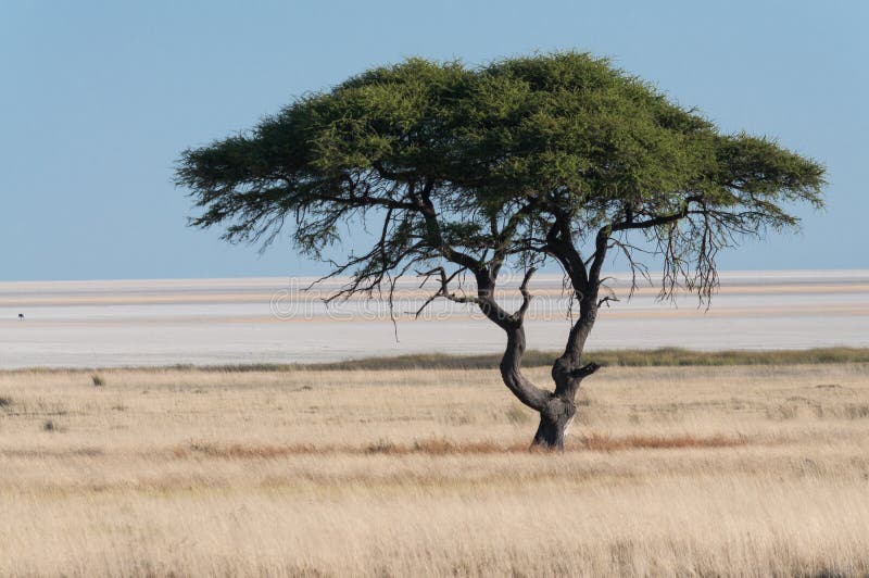 Tree at Etosha Pan stock photos Tree at Etosha Pan stock photos