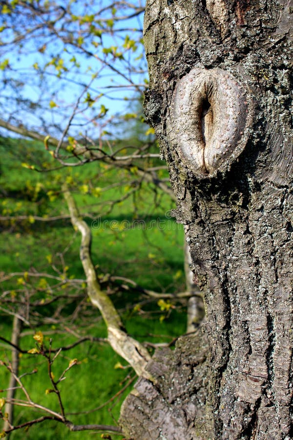 Tree eye in the bark of an old tree royalty free stock photography