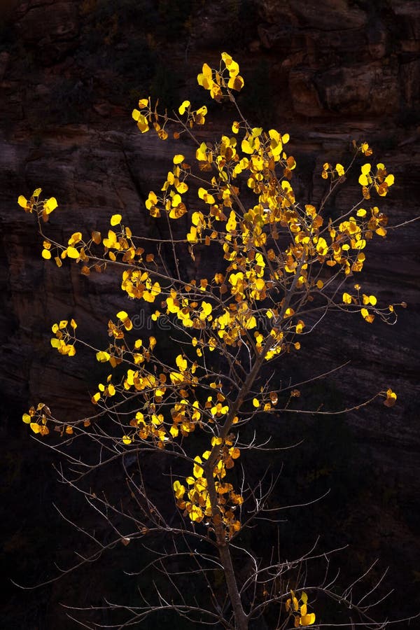 Tree in the Fall