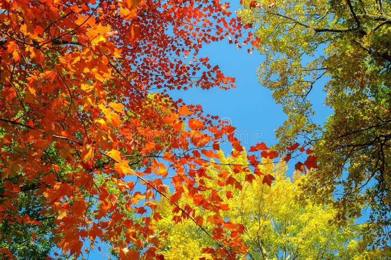 Tree Fall Colored Leaves stock photo. Image of look - 116491106