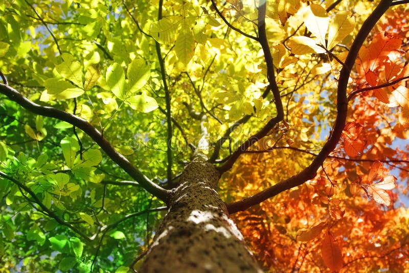 Tree in fall colors stock photo