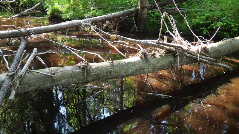 Tree fallen across the river. Rusty water flows through the Orzega River, surrounded by lush spruce taiga forest in Karelia stock video footage