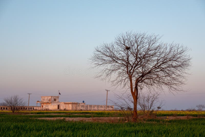 A tree and farm house stock photo. Image of nest, farmhouse 171810602